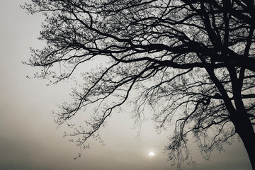 Baum mit kahlen Ästen vor untergehender Sonne
