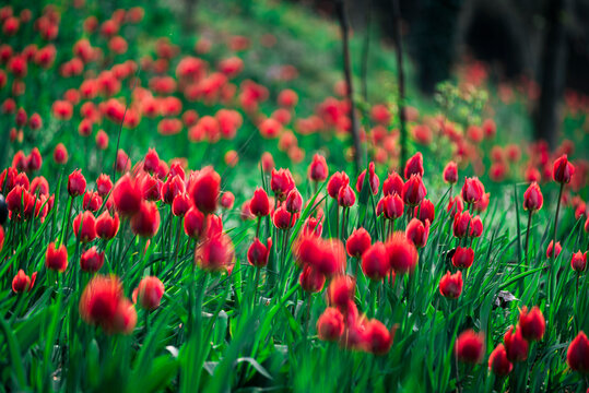 Red wild tulip fields in the surroundings of the Govone Castle.