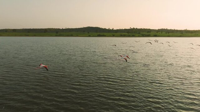 Serene scene of khur ass protected birds gracefully flying over the tranquil waters of the kuch gulf, with the warm glow of the setting sun casting a golden hue on the landscape