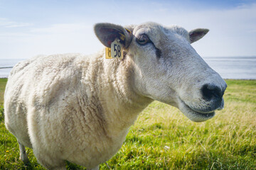 Schaf am Deich, Rantumer Becken, Sylt, Deutschland