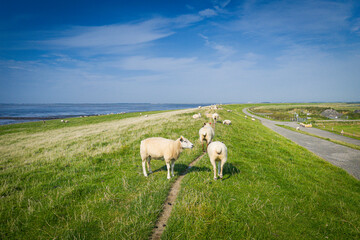 Fototapeta premium Schafe am Deich, Rantumer Becken, Sylt, Deutschland