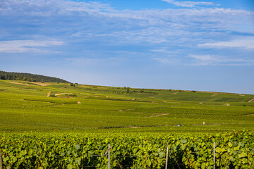 Les vignobles de vin pétillant de Champagne