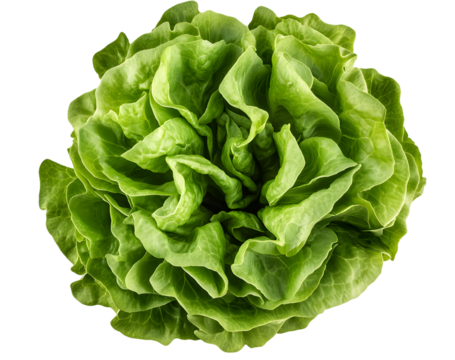 green butter lettuce Isolated on transparent background. png file