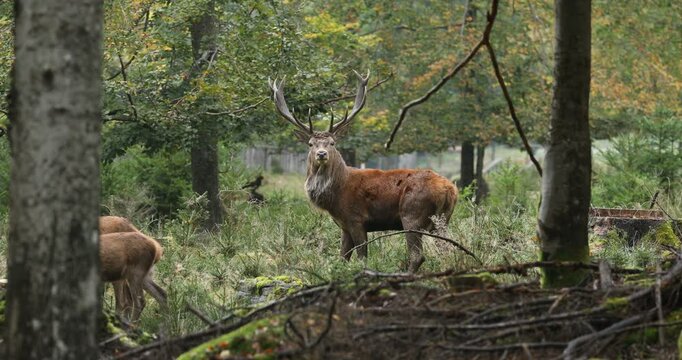 King of forest. Red deer stag, Cervus elaphus, patrols on forest meadow as does grazing around. Male of deer with majestic antlers. Rutting season in wildlife nature. Autumn in Bavarian forest.
