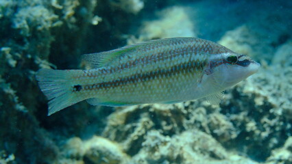 East Atlantic peacock wrasse (Symphodus tinca) undersea, Aegean Sea, Greece, Halkidiki, Pirgos beach © Alexey