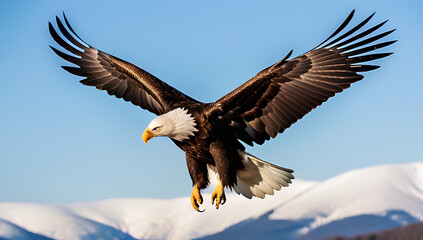 Obraz premium flying bald eagle spread wings isolated white majestic american bird symbol freedom hunting prey