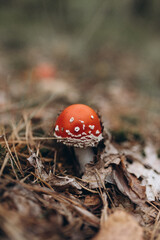 fly agaric mushroom in the forest