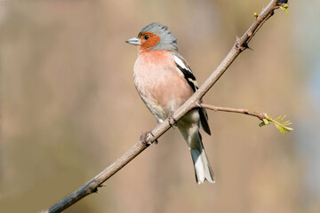 female cardinal on a branch