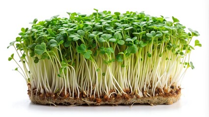 Microgreens arugula sprouts on white background with clipping path