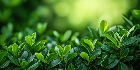 Obraz premium Vibrant green leaves create a lush backdrop, perfect for nature-themed projects and designs, evoking tranquility and growth.