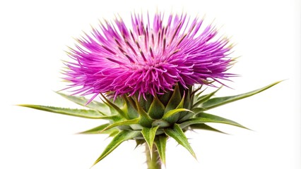 Milk thistle flower isolated on white background Low Angle
