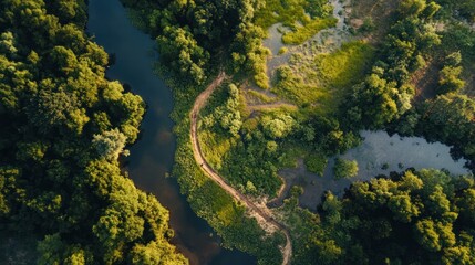 Aerial View of River and Forest