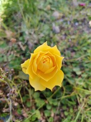 single yellow rose