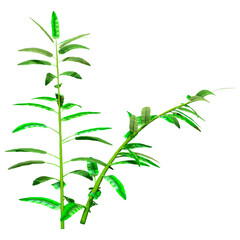3D Rendering Heliconia Longiflora Plants on White