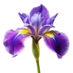 Fototapete Rund Vibrant purple iris flower, macro photography, detailed petals, yellow accents, transparent background © Shamim Alrazi