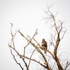 Common Buzzard (Buteo buteo) sitting in a bare tree in winter
