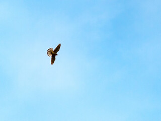 A bird of prey that slowly soars through the skies with its large wingspan spread