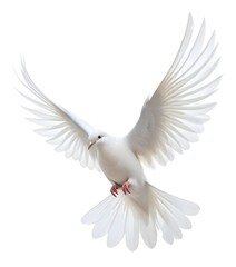 Fototapeta premium A white dove with its wings spread against a white background