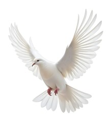 Obraz premium A white dove with its wings spread against a white background