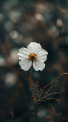A delicate white flower with a yellow center blooms against a dark background, revealing intricate petal details