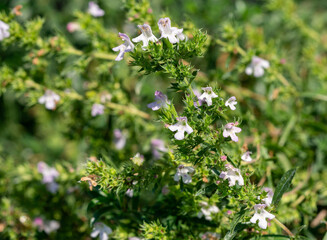 Blooming winter savory or mountain savory (Satureja montana) herb
