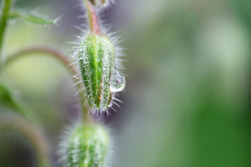 Eine verblühte Borretsch - Blüte mit Wassertropfen