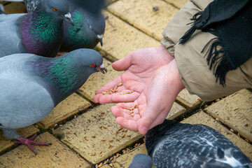 Cute little boy in green rubber boots is feeding pigeons from the bench. Image with toning and selective focus