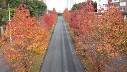 Road in Curitiba, Parana, Brazil in autumn (fall) with rusty golden leaves