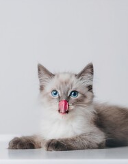 Fototapeta premium Playful cat licking its nose, white isolated background.