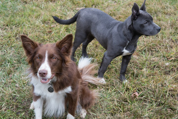 Border Collie and Pitbull standing together
