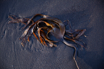 Seaweed in the sand