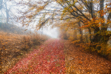 Naklejka premium Foliage Dreams,Scenic Road Through the Autumn Woods
