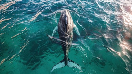 An aerial photo of a majestic whale swimming in clear turquoise waters. The whale's elongated body is visible, with its tail at the bottom of the frame. Sunlight filters through the water