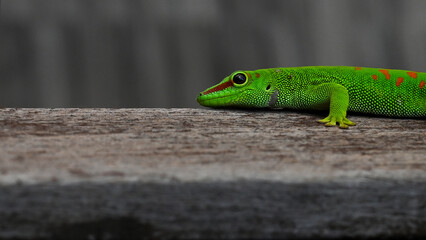 Nahaufnahme Gecko 