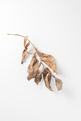 brown dry leaves isolated on white background.;