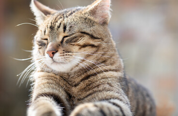 Cat portrait with grey background and green eyes