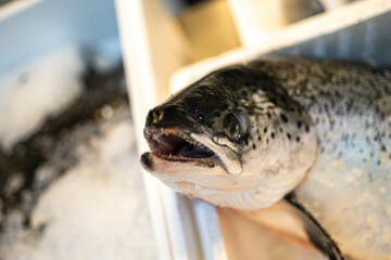 Detailed close-up of a blue fish with its mouth open, showcasing sharp details. Perfect for seafood marketing, fishing industry visuals, or marine biology content.