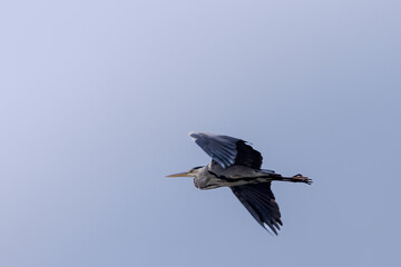 Grey Heron captured in flight