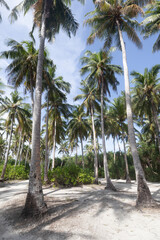 Obraz premium Green palm trees in Fuvahmulah island in the Maldives