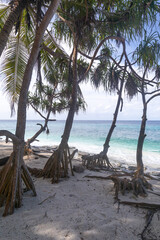 Green palm trees in Fuvahmulah island in the Maldives
