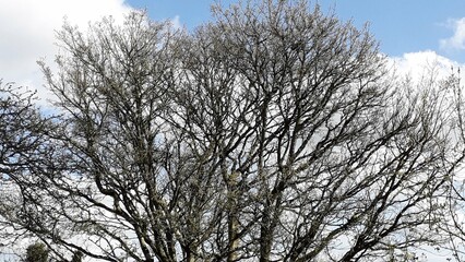 Branches of a tree in winter against the blue sky, somber, creepy, dark