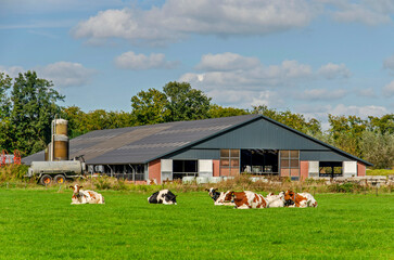 Zutphen, The Netherlands, September 29, 2024: meadow with cows and in the backgroud a large barn