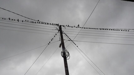 Crows sitting ominously on electric wires on a dark, cloudy day in Letterkenny, Co. Donegal, Ireland