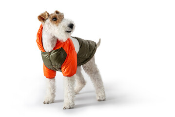 Dog Wire Fox Terrier wearing warm puffer coat for cold weather on isolated background. Pet winter...