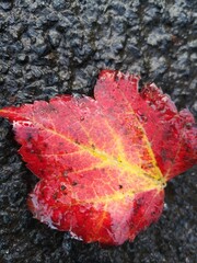 A sad lonely brown, red and yellow maple leaf on the pavement on a rainy day in Sligo, Ireland