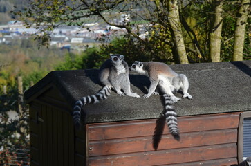 Two ring-tail lemurs sitting on a tree house in their Belfast Zoo habitat, Northern Ireland, UK