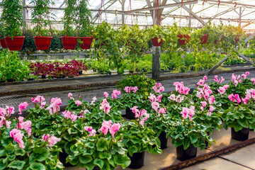 A vibrant greenhouse filled with pink cyclamen flowers in pots, along with various hanging plants and lush greenery.