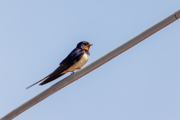 Barn swallow 