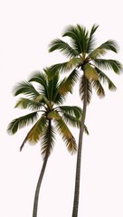 Isolated coconut palms on a white background
