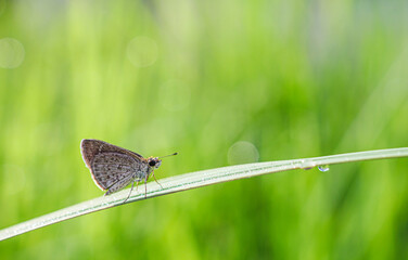 Naklejka premium Close-up of owl butterfly on a blade of grass with raindrops in the natural light on a beautiful morning.